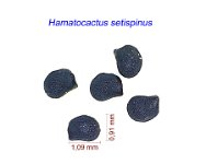 Hamatocactus setispinus seeds.jpg